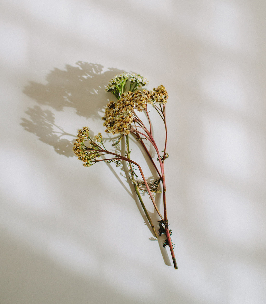 Wild Cleansing Oil